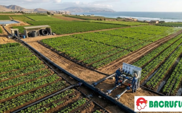 Optimización del riego agrícola con sistemas de polietileno de alta densidad